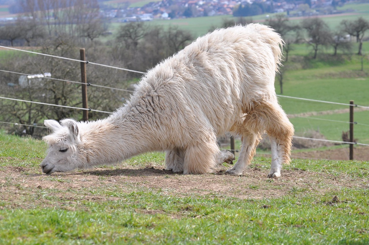 syn攻击|扬州代理公司注册